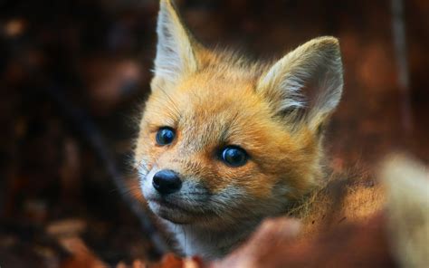 cute fox cub hd animals  wallpapers images backgrounds