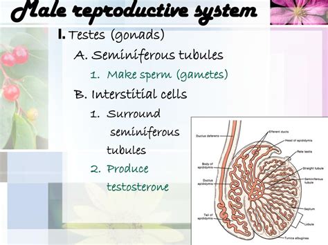 Ppt Reproductive System Powerpoint Presentation Free Download Id