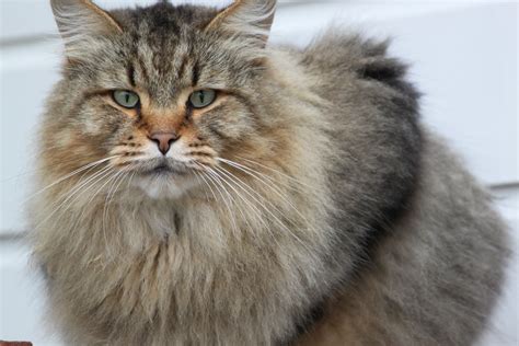 adult maine coon cat wallpapers  images wallpapers