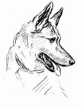 German Coloring Shepherd Pages Dog Drawing Kids sketch template