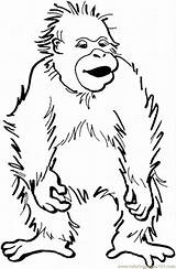 Orangutan Utan Mewarnai Goryl Ausmalbild Orangutanes Zerzaust Kolorowanka Lucu Gorilas Monos Kawin Gila Kamu Bayi Bikin Ekspresi Gemas Kartun Gorilla sketch template
