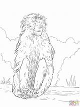 Baboon Coloring Chacma Drawing Pages Printable Baboons Getdrawings Categories sketch template
