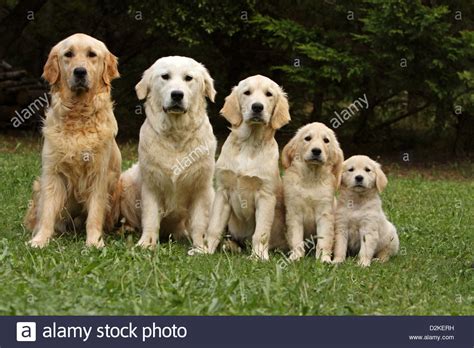 adult golden retrievers from breeders adult images