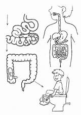 Apparato Digerente Infanzia Piccola Circolazione Antonella Mappe Respirazione Cibo sketch template