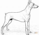 Coloring Pages Doberman Pinscher Miniature Pinchers Puppy Printable Color Drawing Getcolorings Supercoloring Template Print Categories sketch template