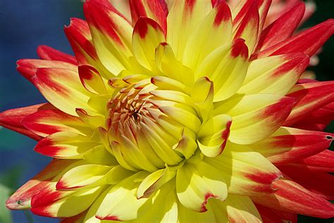 colors   dahlia  irrlicht  deviantart