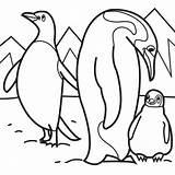 Coloring Penguin Pages Arctic Animals Kids Sheets Penguins Animal Printable Emperor Polar Baby Color Family Cute Colouring Their Preschool Snowshoe sketch template