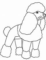 Poodle Pudel Barboncino Caniche Cani Cane Ausmalbild sketch template