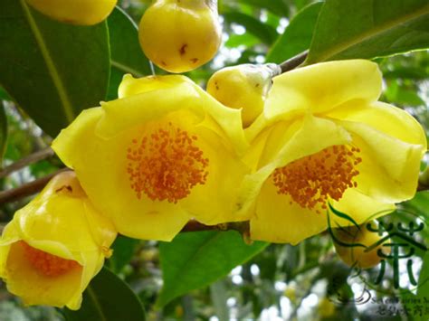 camellia nitidissima yellow camellia world  flowering plants