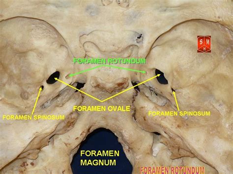 base  skull  foramen rotundum wikipedia brain anatomy anatomy anatomy study