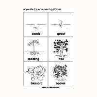 images  apple life cycle worksheet apple tree life cycle