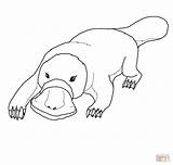 Platypus Coloring Pages Ornitorrinco Para Pintar Animal Drawing Cute Drawings Printable Animals Color Painting Colouring Desenhos Outline Aboriginal Australian Draw sketch template