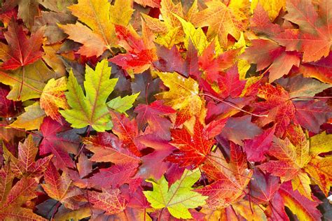 leaves change colors   fall britannica