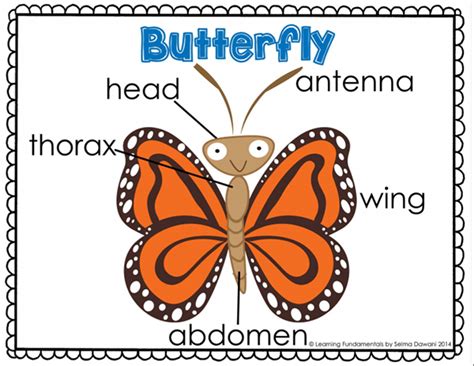 teaching  butterfly life cycle  kids  blue brain teacher  selma dawani