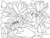 Waterlilies Coloring Water Pages Lilies Lily Flower Fuchsia sketch template