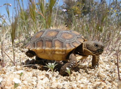 desert tortoise joshua tree national park  national park service