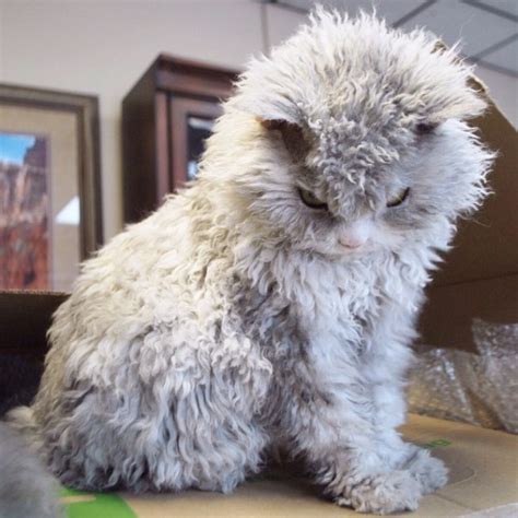 meet albert the sheep cat with a bitchy resting face bored panda