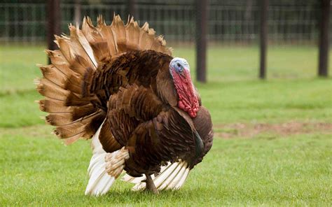 a turkey is a large bird in the genus meleagris visit us on facebook