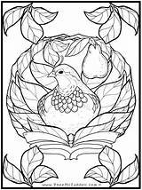 Partridge Pheemcfaddell Pear sketch template