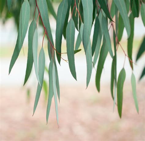 eucalyptus    health benefits medical news today