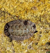 Afbeeldingsresultaten voor "acanthopleura Granulata". Grootte: 175 x 185. Bron: stock.adobe.com