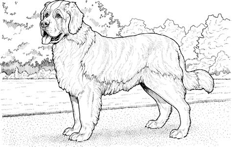 saint bernard coloring page  printable coloring pages