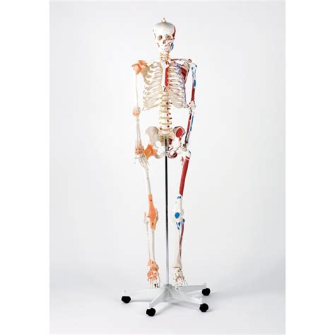 life size model skeleton deluxe sports supports mobility