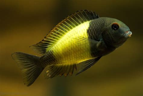 tropheus black cichlid  aquarium african cichlids pinterest