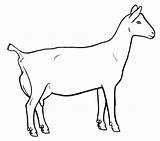 Goat Ziege Ausmalbild sketch template