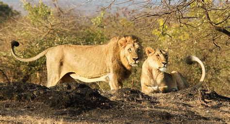 differences  asiatic lions  african lions