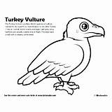 Vulture Coloring Turkey Getcolorings King Pages sketch template