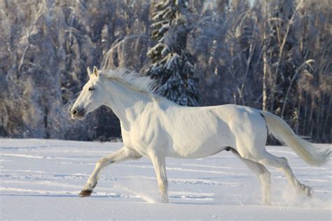 horse breed camarillo white horse
