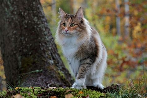noorse boskat een populair kattenras  nederland