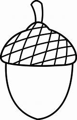 Acorn Drawing Clipart Nut Clip Oak Library Tree sketch template