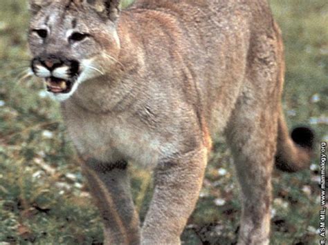 Cougar Spotted In Big Bend Muskego Wi Patch