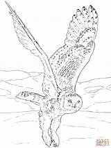 Owl Coloring Snowy Owls Pages Flying Para Drawing Printable Realistic Barn Musk Ox Arctic Colorear Color Volando Print Buhos Animals sketch template