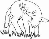 Ganado Porcino Mammals Prehistoric Ganaderia Aplicaciones Coloringhome sketch template