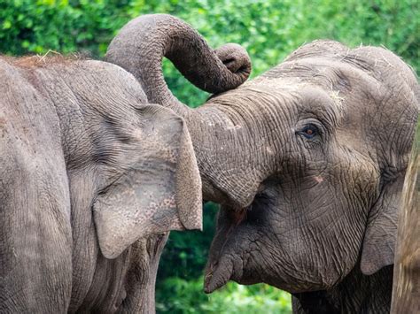 olifantenslurf afrikaanse olifant indische olifant