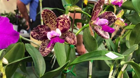International Orchid Show South Florida Orchid Society S 72nd Annual
