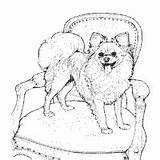 Coloring Pages Dog Pomeranian Surfnetkids Breed Puppy Animals Color Choose Board Next sketch template