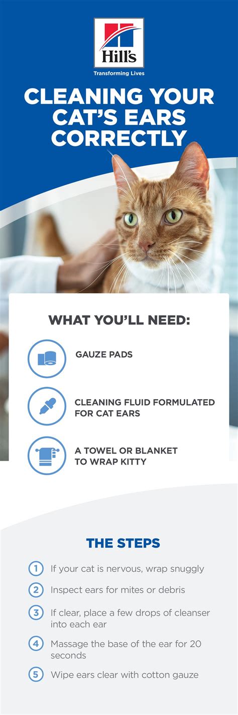 clean cats ears  comprehensive guide clean cat ears cat