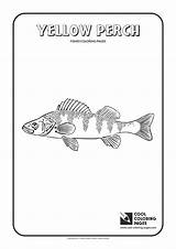 Coloring Pages Perch Yellow Cool Fishes sketch template