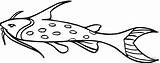 Catfish Wels Redtail Bluegill Welse Kategorien sketch template
