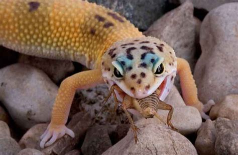 leopard gecko pet cobrasorg