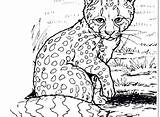 Leopard Coloring Snow Pages Baby Cheetah Getcolorings Printable Print Color sketch template