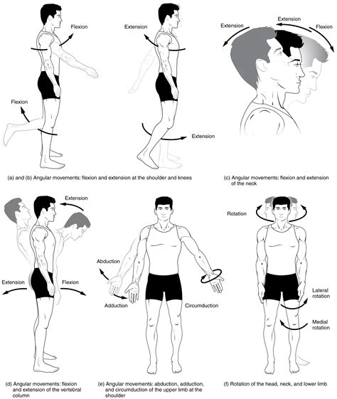 types  body movements medicine libretexts