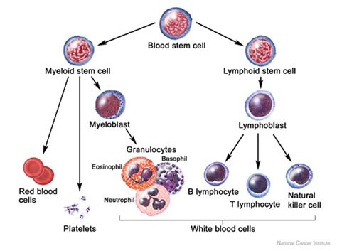 immunology immune system immunity cells  immune system