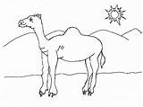 Camel Coloring Caravan 78kb Drawings sketch template