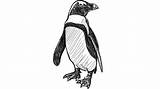 African Penguin Draw sketch template