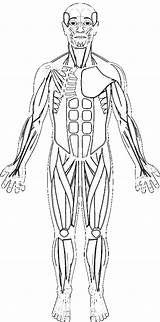 Muscles Muscular Skeleton Biologycorner Getdrawings Major Answersheet 1207 K5 sketch template